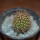 JASMINOCEREUS thouarsii clone 1, 9 cm pot, grafted offset