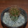 JASMINOCEREUS thouarsii clone 1, 9 cm pot, grafted offset