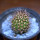 JASMINOCEREUS thouarsii clone 1, 9 cm pot, grafted offset