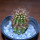 JASMINOCEREUS thouarsii clone 1, 9 cm pot, grafted offset