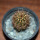 JASMINOCEREUS thouarsii clone 1, 9 cm pot, grafted offset