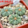 AZTEKIUM ritteri f. intercostatum GCG 10888, 3 pcs., 1,6 - 1,7 cm, 5 cm pot, SEEDLINGS