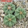 AZTEKIUM ritteri f. intercostatum GCG 10888, 3 pcs., 1,7 - 1,8 cm, 5 cm pot, SEEDLINGS