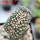 GYMNOCALYCIUM spegazzinii var. unguispinum SL 44b f. cristate, grafted SEEDLING