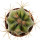ECHINOCACTUS parryi f. variegate, illustrative photo