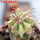 ECHINOCACTUS parryi f. variegate