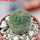 TRICHOCAULON similis, 5 cm pot, seedling
