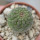 TRICHOCAULON similis, 5 cm pot, seedling