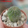 TRICHOCAULON similis, 5 cm pot, seedling