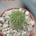 TRICHOCAULON similis, 5 cm pot, seedling