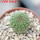 TRICHOCAULON similis, 6 cm pot, seedling