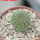 TRICHOCAULON similis, 6 cm pot, seedling