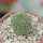 TRICHOCAULON similis, 6 cm pot, seedling