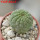 TRICHOCAULON similis, 5 cm pot, seedling