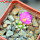 MAMMILLARIA bertholdii GCG 10006, 5 cm pot, SEEDLING