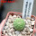 TRICHOCAULON dintheri (marlothii), 6 cm pot , SEEDLING