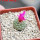 STROMBOCACTUS esperanzae var. nova long spines, SN 2014.0201, 5 cm pot, flowering SEEDLING