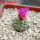 STROMBOCACTUS esperanzae var. nova long spines, SN 2014.0201, 5 cm pot, flowering SEEDLING