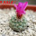 STROMBOCACTUS esperanzae var. nova long spines, SN 2014.0201, 5 cm pot, flowering SEEDLING
