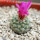 STROMBOCACTUS esperanzae var. nova long spines, SN 2014.0201, 5 cm pot, flowering SEEDLING