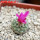 STROMBOCACTUS esperanzae var. nova long spines, SN 2014.0201, 5 cm pot, flowering SEEDLING