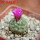 STROMBOCACTUS esperanzae var. nova long spines, SN 2014.0201, 5 cm pot, flowering SEEDLING