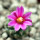 STROMBOCACTUS esperanzae var. nova long spines, SN 2014.0201, 5 cm pot, flowering SEEDLING