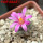 STROMBOCACTUS esperanzae var. nova long spines, SN 2014.0201, 5 cm pot, flowering SEEDLING
