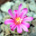 STROMBOCACTUS esperanzae var. nova long spines, SN 2014.0201, 5 cm pot, flowering SEEDLING