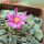 STROMBOCACTUS esperanzae var. nova long spines, SN 2014.0201, 5 cm pot, flowering SEEDLING