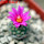 STROMBOCACTUS esperanzae var. nova long spines, SN 2014.0201, 5 cm pot, flowering SEEDLING