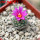 STROMBOCACTUS esperanzae var. nova long spines, SN 2014.0201, 5 cm pot, flowering SEEDLING