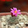 STROMBOCACTUS esperanzae var. nova long spines, SN 2014.0201, 5 cm pot, flowering SEEDLING