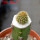 BRACHYCEREUS nesioticus clone P4, 14 cm pot, grafted offset