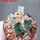 AZTEKIUM valdezii GCG 10893, clone C, own roots, 5,5 cm pot, rooted offset