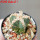 AZTEKIUM valdezii GCG 10893, clone D, own roots, 5,5 cm pot, rooted offset