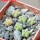 AZTEKIUM valdezii GCG 10893, own roots, 5 cm pot, 6 pcs., SEEDLINGS