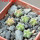 AZTEKIUM valdezii GCG 10893, own roots, 5 cm pot, 6 pcs., SEEDLINGS
