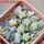 AZTEKIUM valdezii GCG 10893, own roots, 5 cm pot, 6 pcs., SEEDLINGS