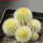 UEBELMANNIA pectinifera var. eriocactoides RNK 99,  6,5 cm pot, 5 pcs., SEEDLINGS