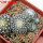 UEBELMANNIA meninensis f. rubra RNK 22/2023, 5 cm pot, 5 pcs., SEEDLINGS
