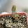PSEUDOLITHOS dodsonianus, 5 cm pot, SEEDLING