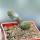 PSEUDOLITHOS dodsonianus, 5 cm pot, SEEDLING