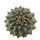 STROMBOCACTUS corregidorae, illustrative photo