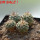 STROMBOCACTUS corregidorae VM 974, 6,5 cm pot, 4 pcs., SEEDLINGS 