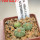 AZTEKIUM ritteri f. intercostatum GCG 10888, Puente Ciprian, 5 cm pot, 3 pcs. SEEDLINGS