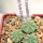 AZTEKIUM ritteri f. intercostatum GCG 10888, Puente Ciprian, 5 cm pot, 3 pcs. SEEDLINGS