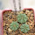 AZTEKIUM ritteri f. intercostatum GCG 10888, Puente Ciprian, 5 cm pot, 3 pcs. SEEDLINGS
