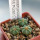AZTEKIUM ritteri f. intercostatum GCG 10888, Puente Ciprian, 5 cm pot, 3 pcs. SEEDLINGS