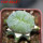 LOPHOPHORA alberto-vojtechii f. cristata, 6 cm pot, grafted